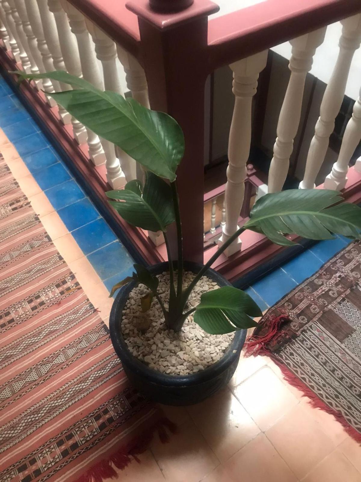 Hotel Riad Gnaoua エッサウィラ エクステリア 写真